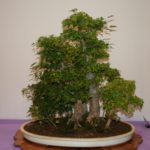 rebs-bonsai-show-21011-02