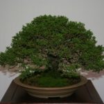 rebs-bonsai-show-21011-03