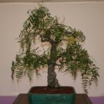 rebs-bonsai-show-21011-04