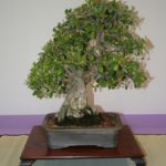 rebs-bonsai-show-21011-05