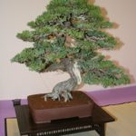 rebs-bonsai-show-21011-06