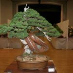 rebs-bonsai-show-21011-07