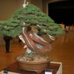 rebs-bonsai-show-21011-08