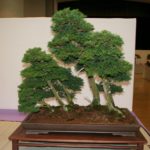 rebs-bonsai-show-21011-09