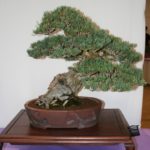 rebs-bonsai-show-21011-10