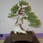 rebs-bonsai-show-21011-11