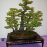 rebs-bonsai-show-21011-12