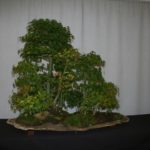 rebs-bonsai-show-21011-13