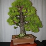 rebs-bonsai-show-21011-14