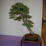 rebs-bonsai-show-21011-15