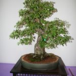 rebs-bonsai-show-21011-16