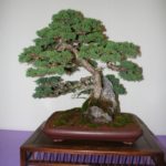 rebs-bonsai-show-21011-17