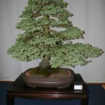 rebs-bonsai-show-21011-18