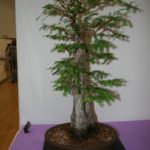 rebs-bonsai-show-21011-19