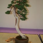 rebs-bonsai-show-21011-20