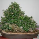 rebs-bonsai-show-21011-21