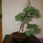 rebs-bonsai-show-21011-23