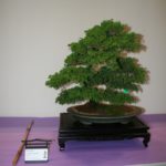 rebs-bonsai-show-21011-24