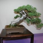 rebs-bonsai-show-21011-25