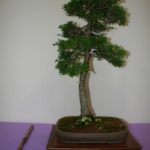 rebs-bonsai-show-21011-26