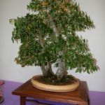 rebs-bonsai-show-21011-27
