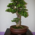 rebs-bonsai-show-21011-28