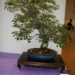 rebs-bonsai-show-21011-29