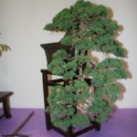 rebs-bonsai-show-21011-30