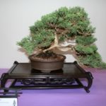 rebs-bonsai-show-21011-31