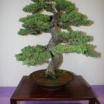 rebs-bonsai-show-21011-32