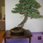 rebs-bonsai-show-21011-33