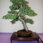 rebs-bonsai-show-21011-34