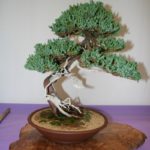 rebs-bonsai-show-21011-35