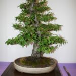 rebs-bonsai-show-21011-36