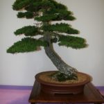 rebs-bonsai-show-21011-37