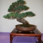 rebs-bonsai-show-21011-38