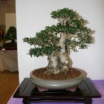 rebs-bonsai-show-21011-39