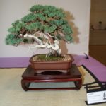 rebs-bonsai-show-21011-40