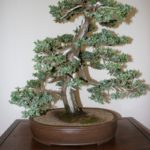 rebs-bonsai-show-21011-41