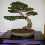 rebs-bonsai-show-21011-42