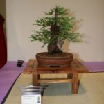 rebs-bonsai-show-21011-43