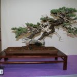 rebs-bonsai-show-21011-44