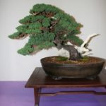 rebs-bonsai-show-21011-45