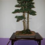 rebs-bonsai-show-21011-46