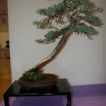 rebs-bonsai-show-21011-47