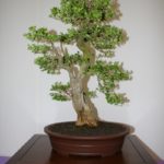 rebs-bonsai-show-21011-48