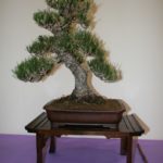 rebs-bonsai-show-21011-49