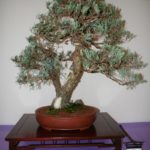 rebs-bonsai-show-21011-50