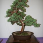 rebs-bonsai-show-21011-51