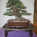 rebs-bonsai-show-21011-52